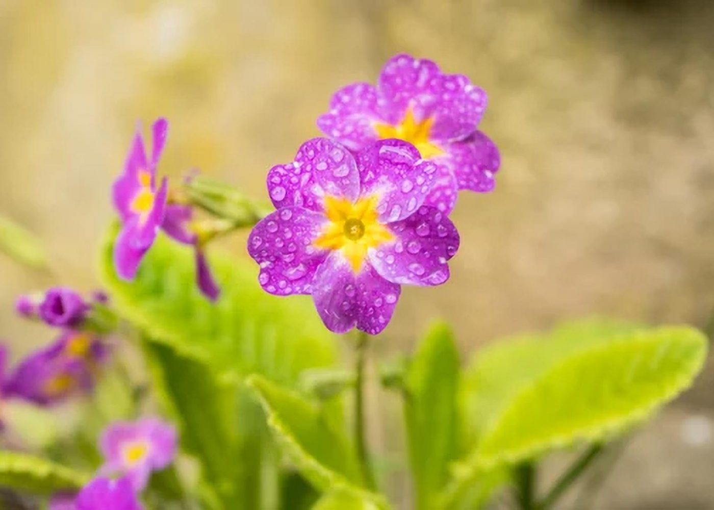 Pierwiosnek gruziński (Primula juliae) - WIOSNA 2023 | Gardenowa