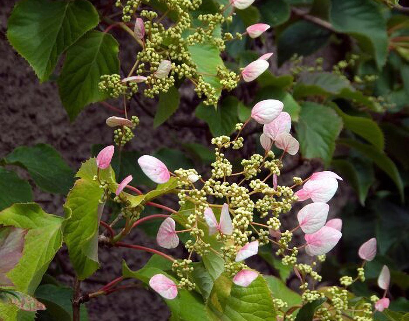 Przywarka japońska Roseum