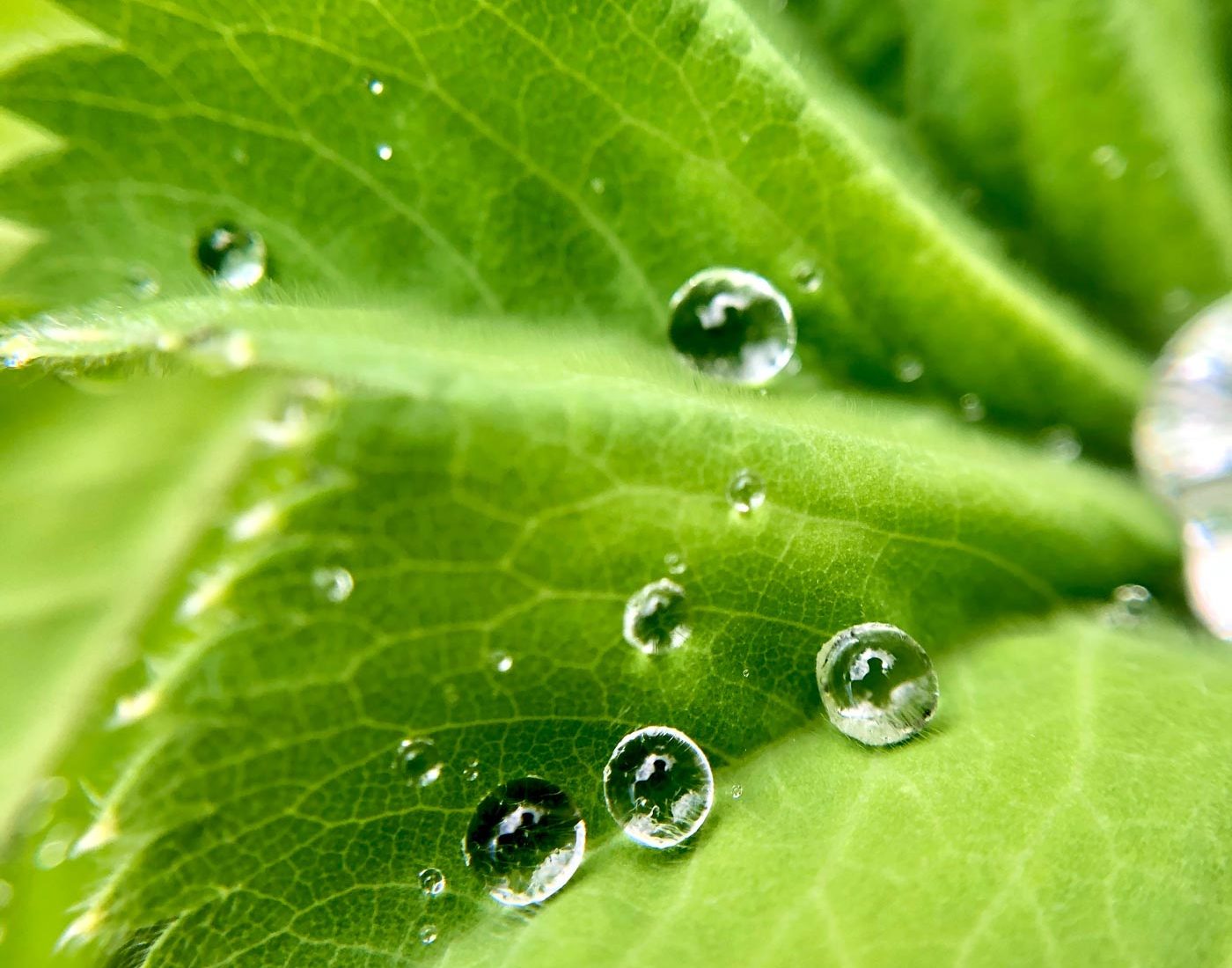 Przywrotnik (Alchemilla mollis)