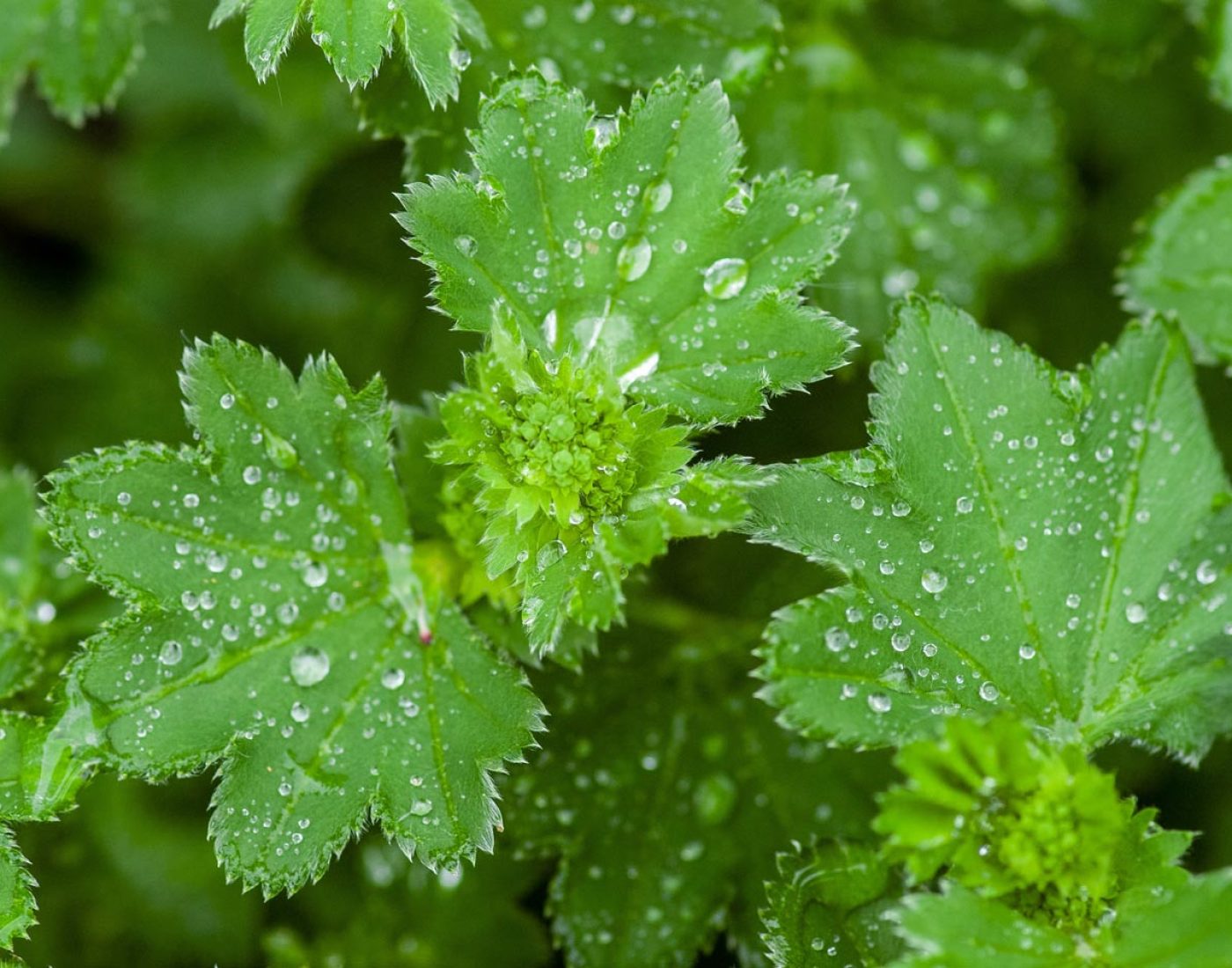 Liście przywrotnika ostroklapowego