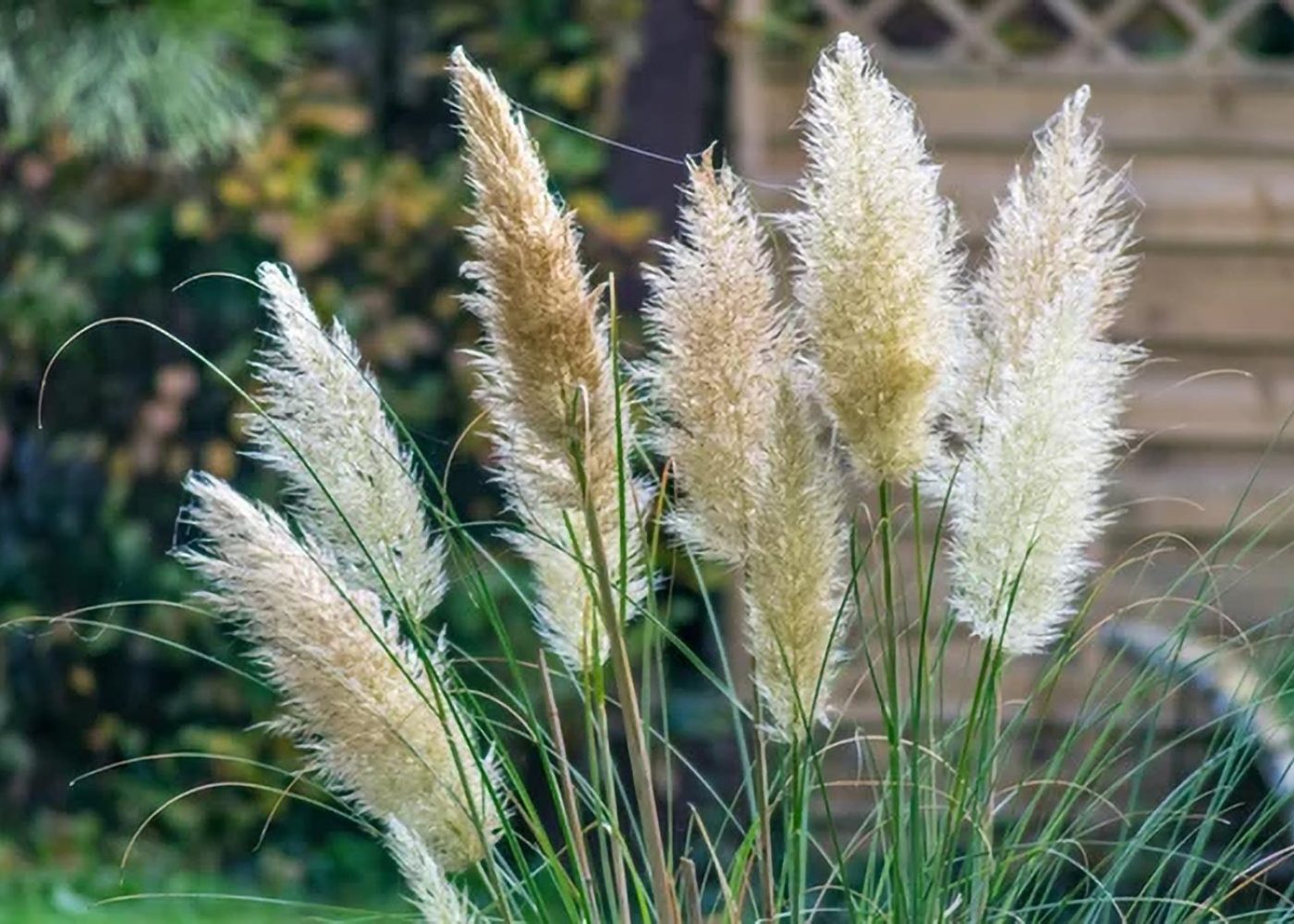 Trawa pampasowa Evita