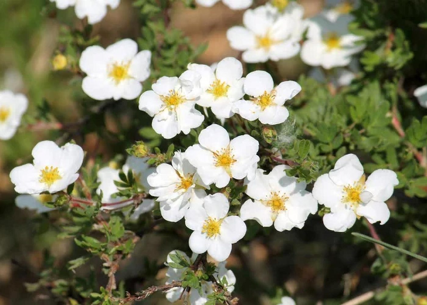 Pięciornik krzewiasty (Potentilla fruticosa)
