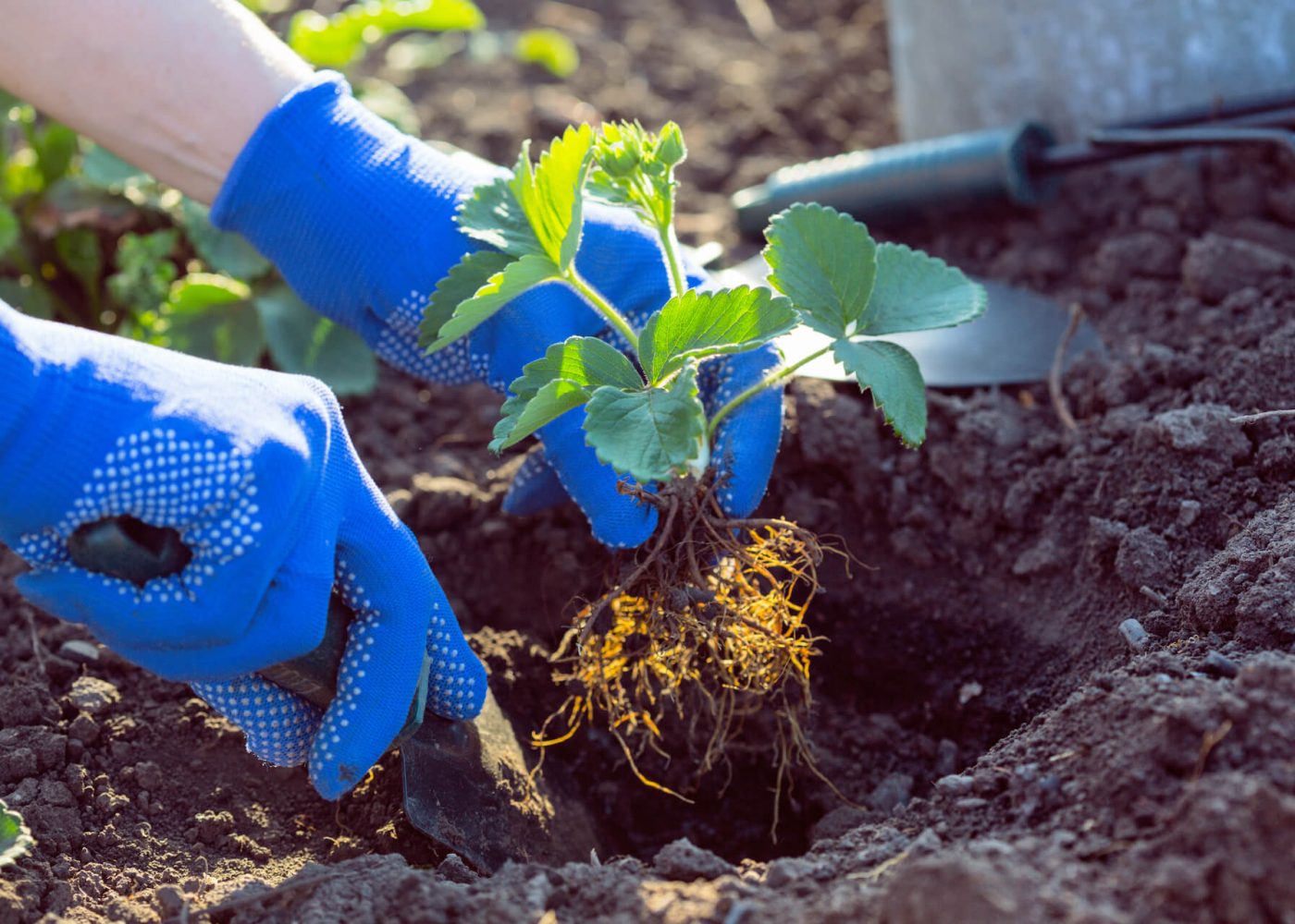 Sadzenie truskawek w gruncie