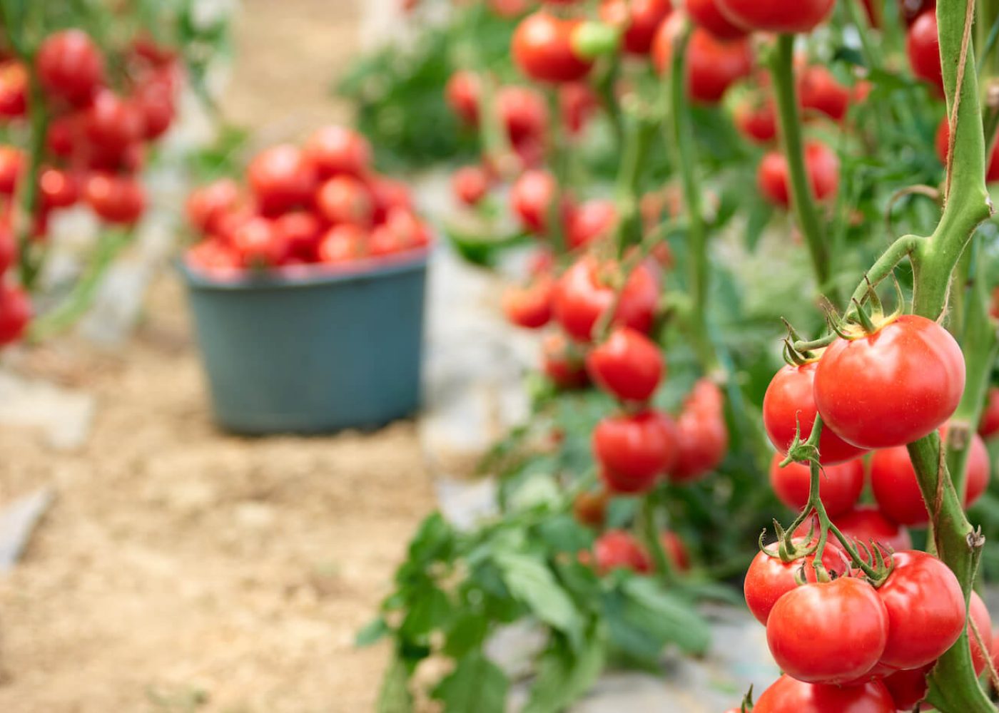 uprawa pomidorów