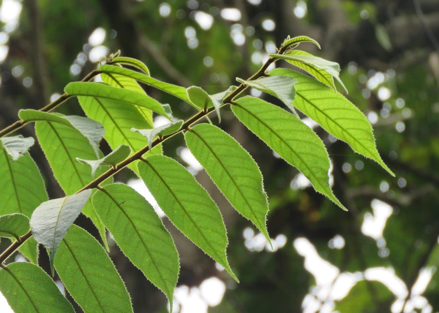 Liście drzewa Upas (Antiaris toxicaria)