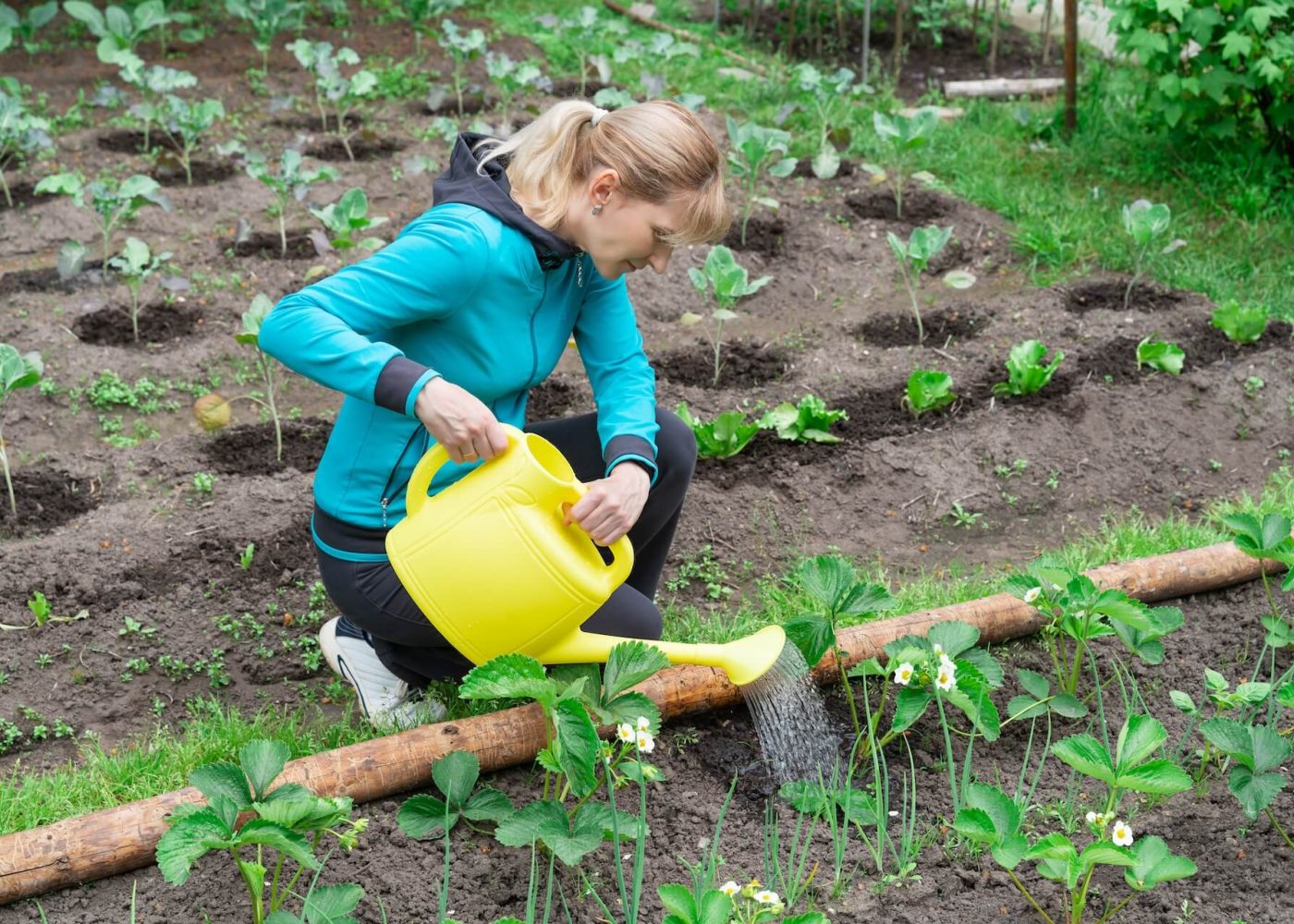 nawożenie truskawek